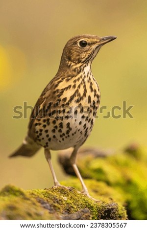 Similar – Image, Stock Photo juvenile starling on lawn