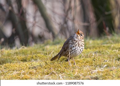 Song Thrush (Turdus Philomelos) With Open Beak On Green Grass With Blurred Trees In Background. Singing  Passerine Bird With Black-spotted Cream Underparts And Brown Wings.