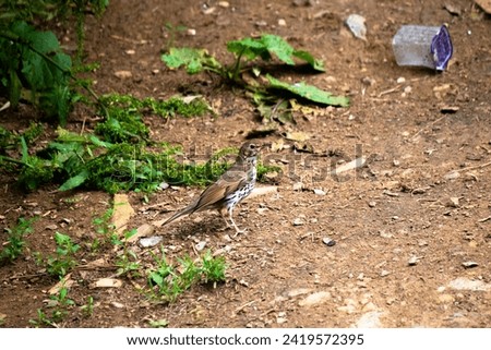 Song Thrush (Turdus philomelos) and plastic garbage on the ground in the forest. Idea concept of man polluting nature. Environmental pollution and living things. Bird, animal. No people, nobody.