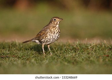 Song Thrush, Turdus Philomelos, Scotland, Spring             