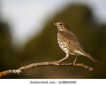 Song Thrush, Turdus Philomelos,  Single Bird On Branch, Spain, January 2020