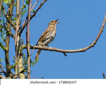 Song Thrush, Turdus Philomelos, Single Bird Singing On Branch, Warwickshire, May 2020