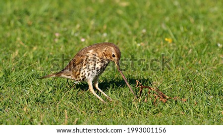 Song thrush, Turdus philomelos, single bird on grass pulling up a worm, Wales, June 2021