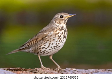 The song thrush (Turdus philomelos) is a thrush that breeds across the West Palearctic