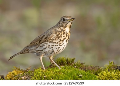 The song thrush (Turdus philomelos) is a thrush that breeds across the West Palearctic - Shutterstock ID 2312969539