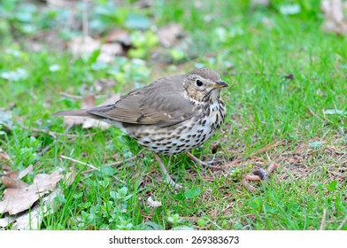 The Song Thrush (Turdus Philomelos) Is A Thrush That Breeds Across Much Of Eurasia. It Has Brown Upperparts And Black-spotted Cream Or Buff Underparts And Has Three Recognised Subspecies.