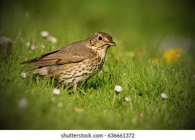 The Song Thrush (Turdus Philomelos) Is A Thrush That Breeds Across Much Of Eurasia. It Has Brown Upperparts And Black-spotted Cream