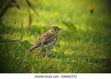 The Song Thrush (Turdus Philomelos) Is A Thrush That Breeds Across Much Of Eurasia. It Has Brown Upperparts And Black-spotted Cream, Juvenile In The Garden