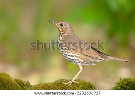 Similar – Image, Stock Photo juvenile starling on lawn