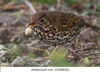 Song thrush (Turdus philomelus) with broken snail in beak. Songbird in the family Turdidae, in process of smashing snail on rock before eating