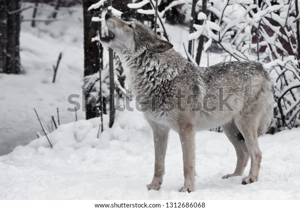 狼の歌 オオカミ 雌のオオカミ が吠え 吠え 叫ぶ 鼻を上げ 冬の雪に覆われた森の中で口を開け 美しく野生の捕食動物だ の写真素材 今すぐ編集