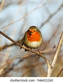 Songbird (European Robin) Eating A Berry