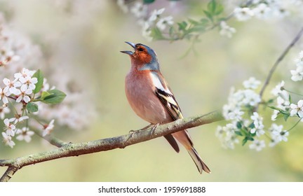 songbird finch sings on a branch of cherry trees with white flowers in the spring garden