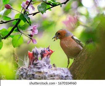 songbird Finch alimenta a sus hambrientos chichas en un nido en un jardín floreciente de primavera