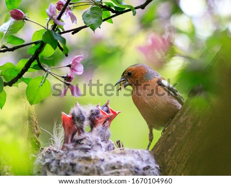 songbird male Finch feeds its hungry Chicks in a nest in a spring blooming garden