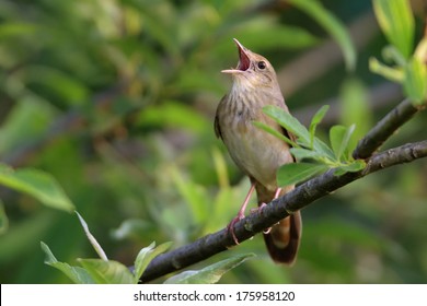 Songbird (River Warbler) Singing In Its Natural Behavior.