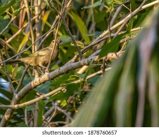 A Songbird Trying To Swallow A Whole Blackberry