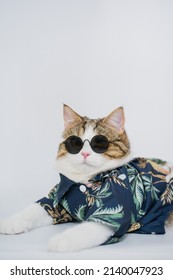songkran and summer season concept with scottish cat wearing summer cloth and sunglasses on white background - Shutterstock ID 2140047923