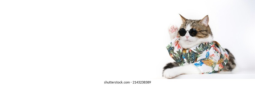 songkran and summer season concept with scottish cat wearing summer cloth and sunglasses on white background - Shutterstock ID 2143238389