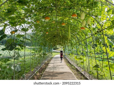 1,446 Back gourd Images, Stock Photos & Vectors | Shutterstock