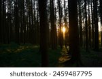 Sonnenuntergang im Wald in Oberösterreich