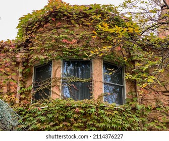 Sonoma Ca USA: Nov 25 2019: Fall Vines Climbing Up Pink Buildings In Rain Storm 