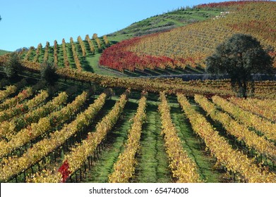 Sonoma California Vineyards Near Sebastopol. Winery And Vineyards Of Sonoma Wine County