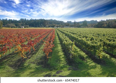 Sonoma California Vineyards Near Sebastopol. Winery And Vineyards Of Sonoma Wine County