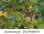 A Sonoma chipmunk settled on a tree branch and eating a nut