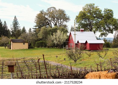 A Sonoma County, CA  The Old Winery