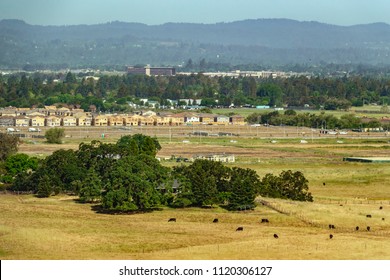 SONOMA COUNTY, CA/USA - JUNE 6, 2018: Cattle Graze Not Far From A Subdivision Under Construction At The Eastern Edge Of The City Of Rohnert Park, About 50 Miles (80 Kilometers) North Of San Francisco.