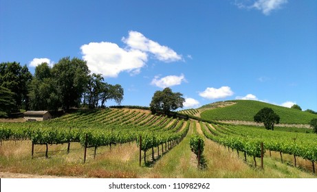 Sonoma County Vineyard