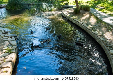 Sonoma Town Square Pond With Ducks