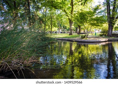 Sonoma Town Square Pond With Ducks