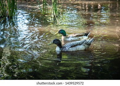 Sonoma Town Square Pond With Ducks