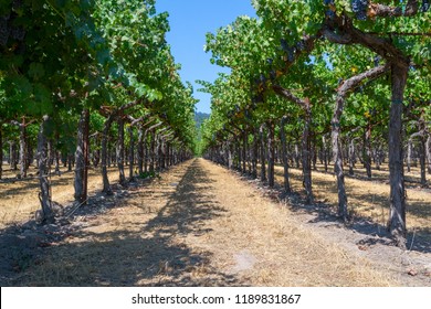 Sonoma Valley Is World Renowned For Its Wineries