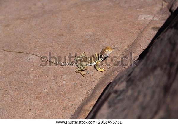 Sonoran Collared\
Lizard Basking in the\
Sun