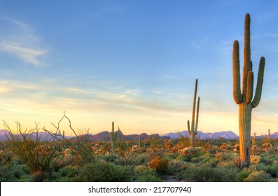 Sonoran Desert catching days last rays.