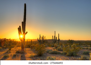 Sonoran Desert catching day's last rays.