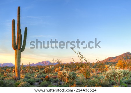 Sonoran Desert catching days last rays.