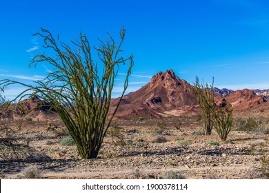 Sonoran desert landscape with ocotillo