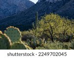 Sonoran Desert landscape, a saguaro cactus surrounded by prickly pear and cholla cacti, mesquite trees and brittle bush along the Linda Vista Trail in Oro Valley, Arizona, USA.