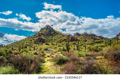 Sonoran desert scenes from the McDowell Mountains in Scottsdale, AZ - Powered by Shutterstock