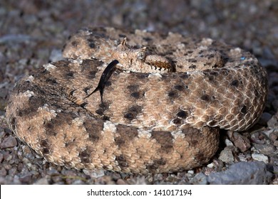 Sonoran Desert Sidewinder Rattlesnake Crotalus Cerastes Stock Photo ...