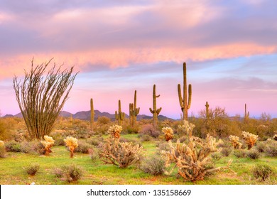 Sonoran Desert At Sunset.