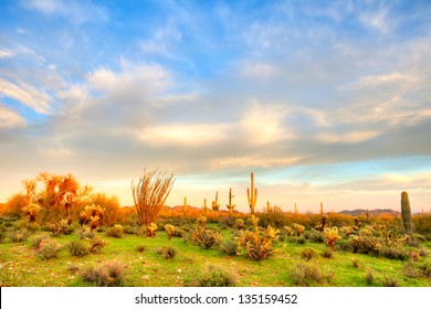 Sonoran Desert At Sunset.