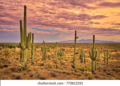 Sonoran Desert At Sunset.