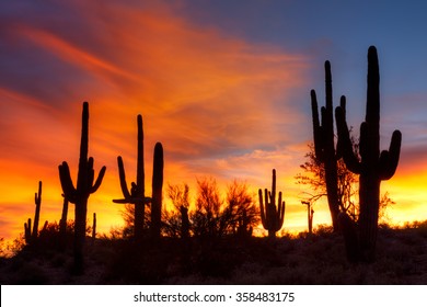 Sonoran Desert At Sunset, In Arizona.