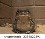A Sonoran Desert Toad sets his long gaze upon the camera, hoping there might be food behind it!