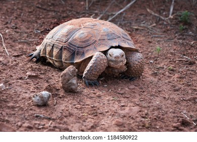 Sonoran Desert Tortoise Gopherus Morafkai Snow Stock Photo 1184580922 ...